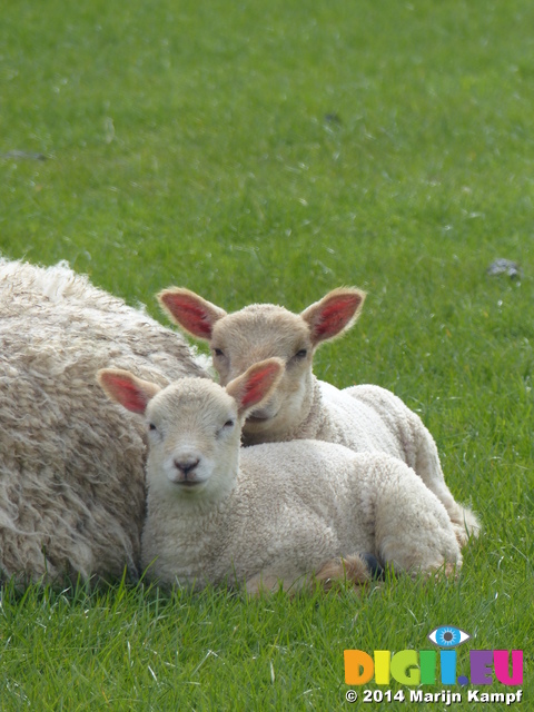 FZ004648 Two little lambs cuddled up to sheep